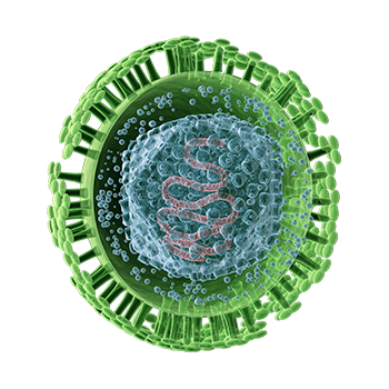 Das Herpes-Simplex-Virus